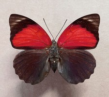 Agrias claudina croesus - AgriasButterflies.com