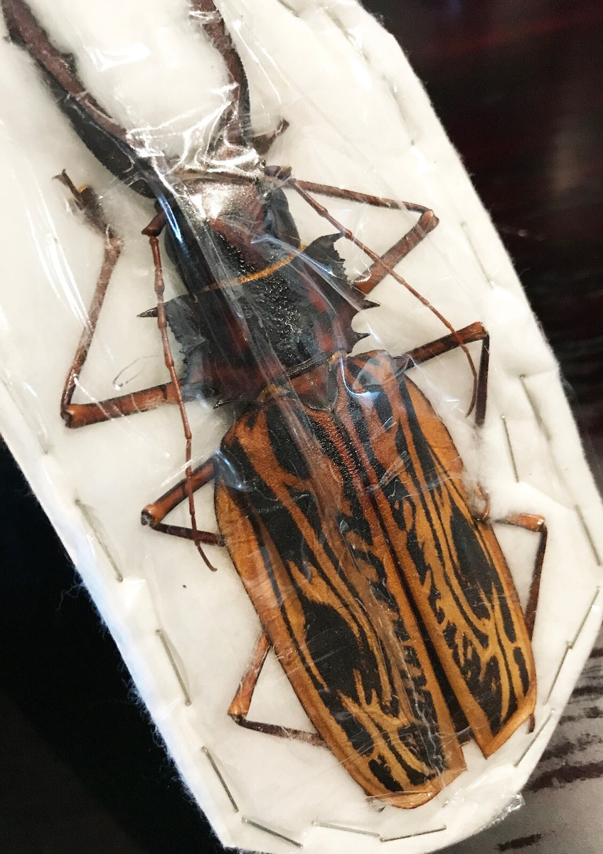 標本 Peru Macrodontia cervicornis 106mm 標本 Peru Macrodontia