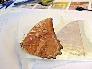 Morpho Theseus | eBay