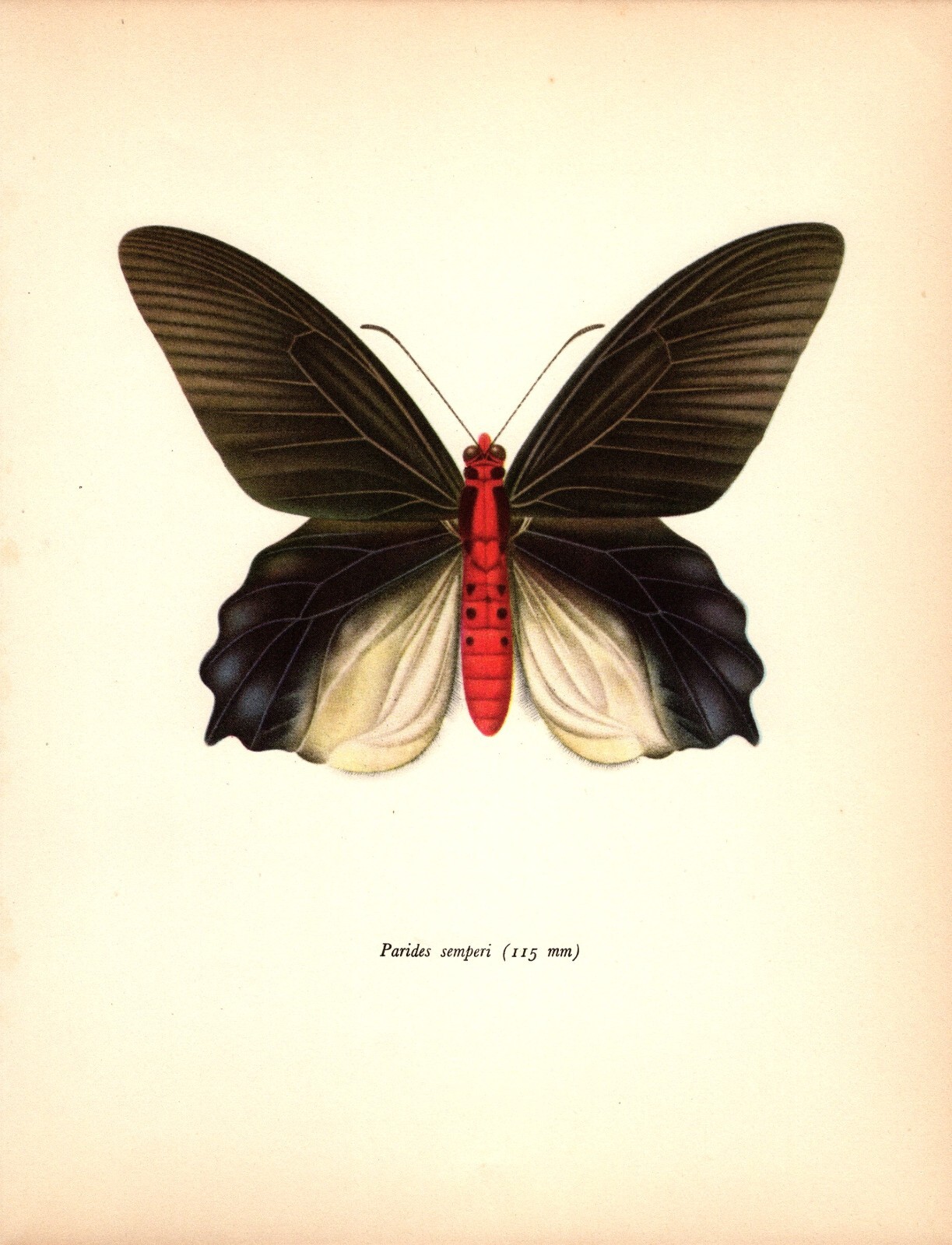 Vintage Butterfly Art Print Swallowtail Butterfly Insect Print