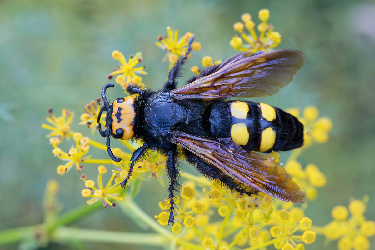 Megascolia maculata flavifrons (mammoth wasp) female - www