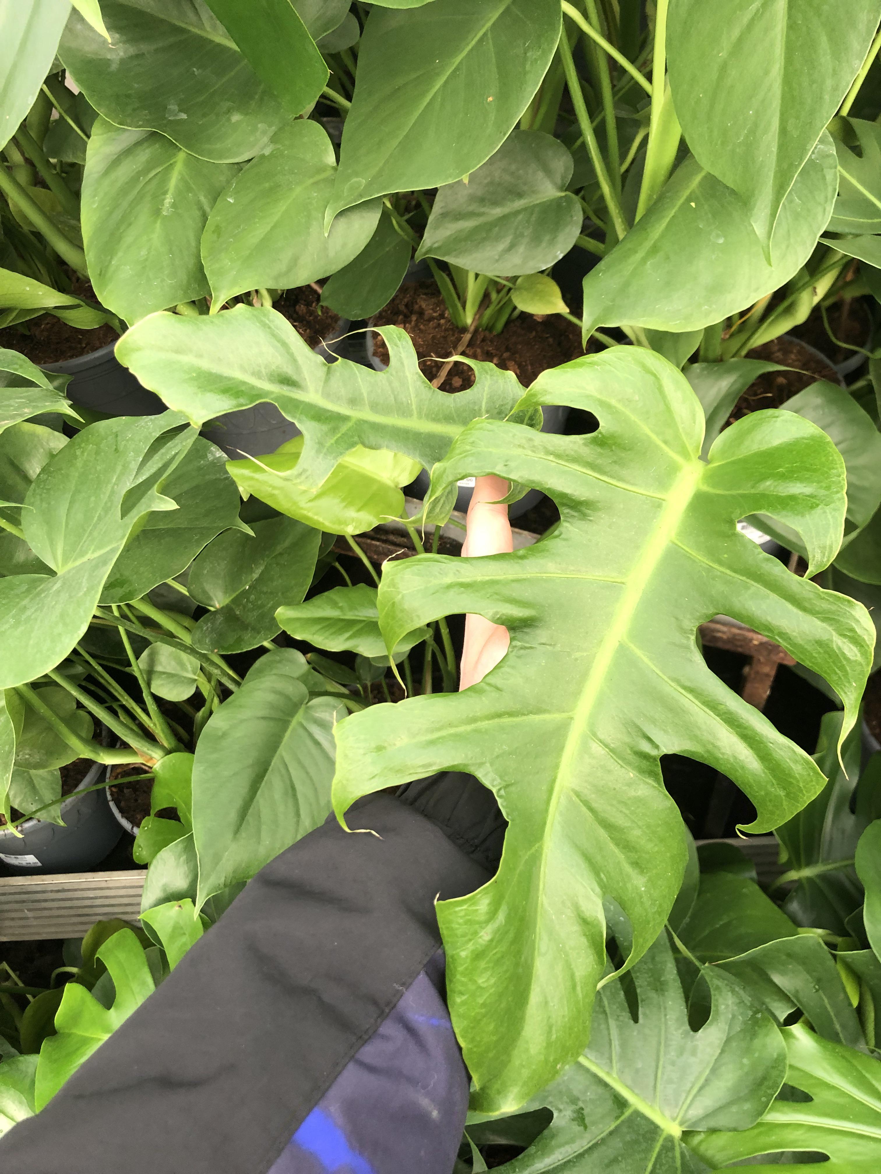 I was out plantshopping and noticed this weird looking monstera