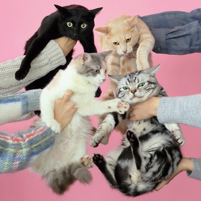 猫とアレルギー - Album by Kinokoteikoku | Spotify