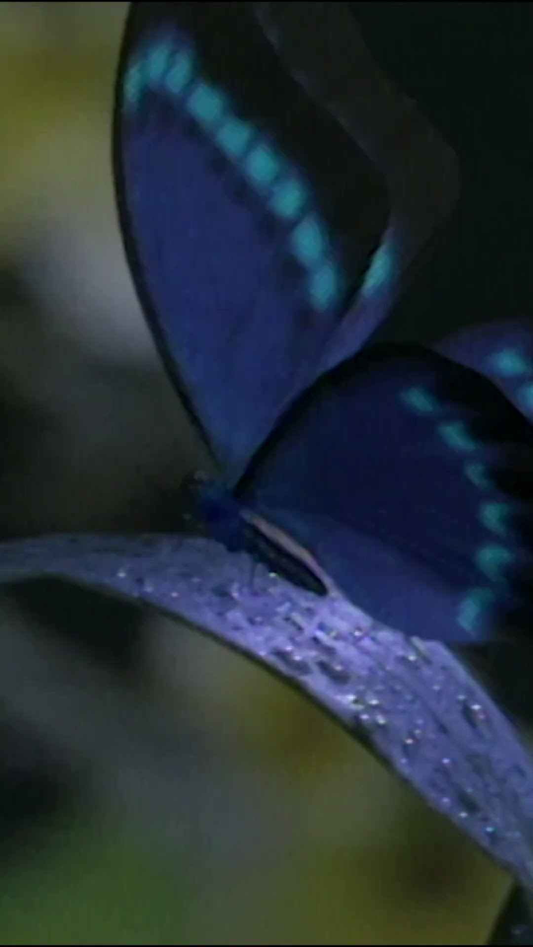 竹内まりや - 真夜中のナイチンゲール #shorts #MariyaTakeuchi