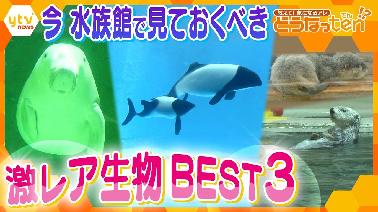 パンダイルカにジュゴン！鳥羽水族館の希少生物を大特集＆独特の展示