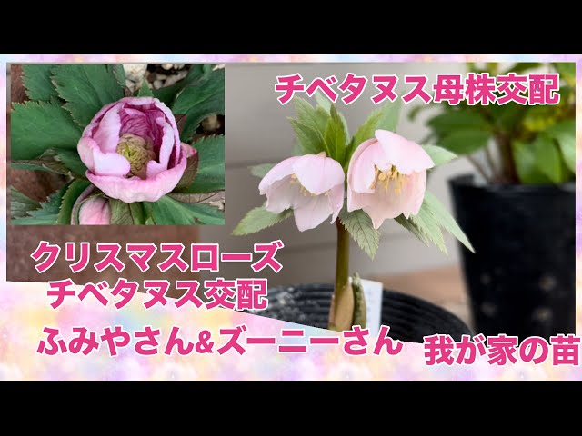 クリスマスローズ チベタヌス交配 チベタヌス母株交配 ふみやさん