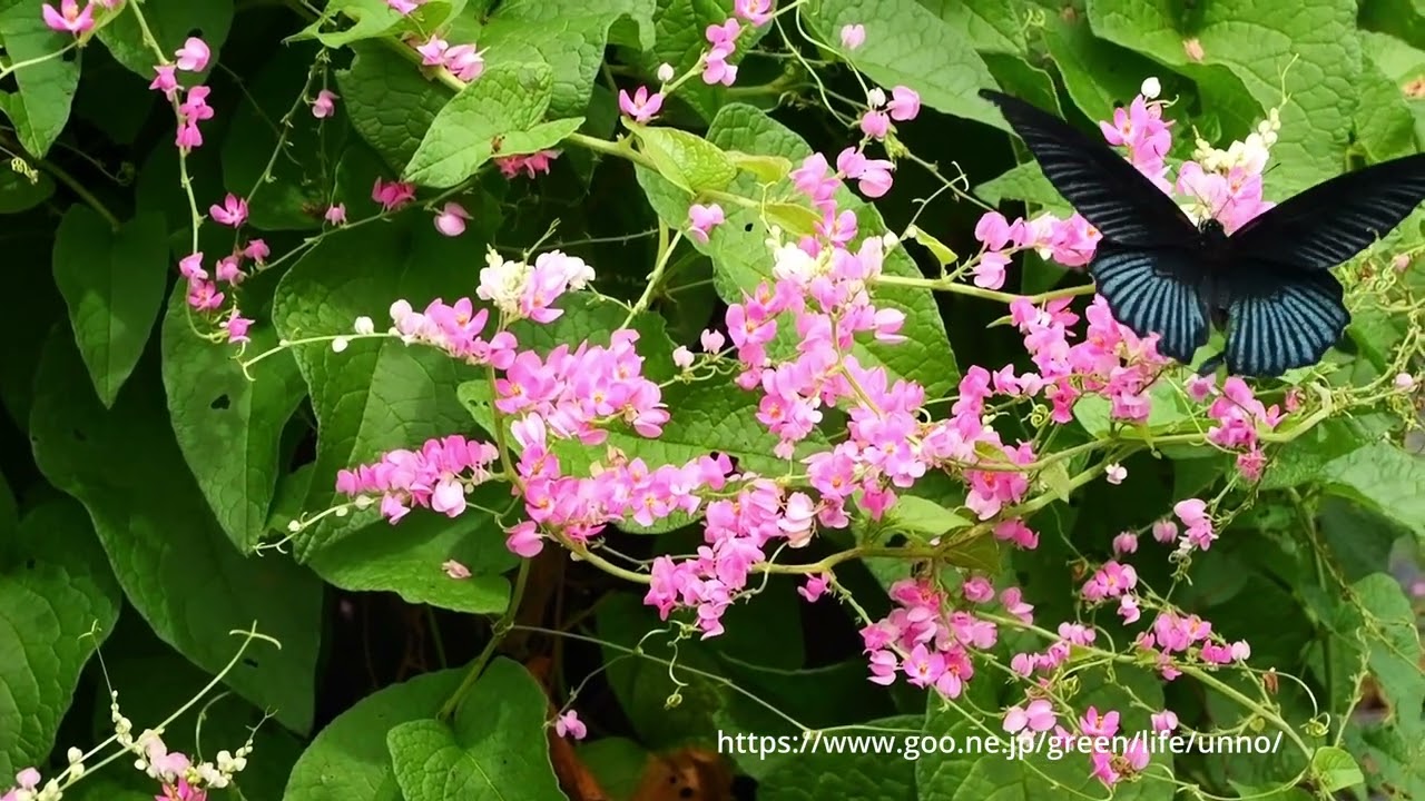 ナガサキアゲハ2024マレーシア - YouTube