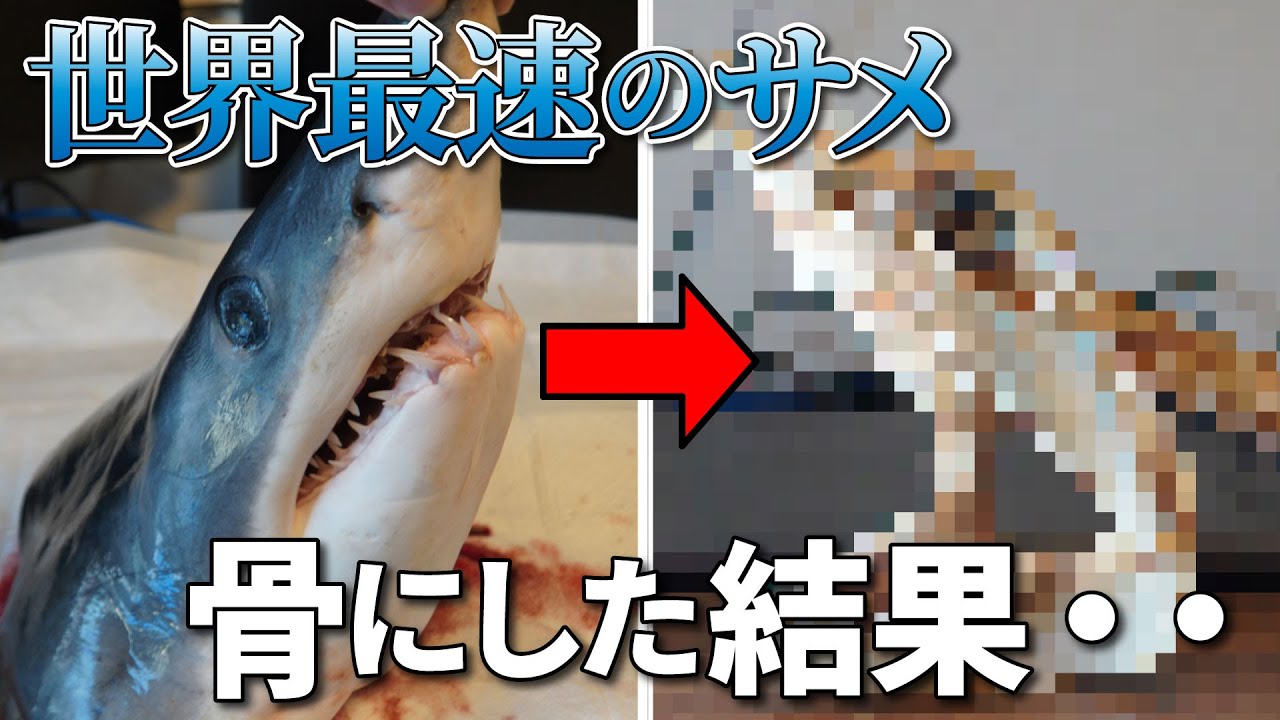 世界最速の危険なサメ？アオザメの頭を骨格標本にして歯を観察してみた