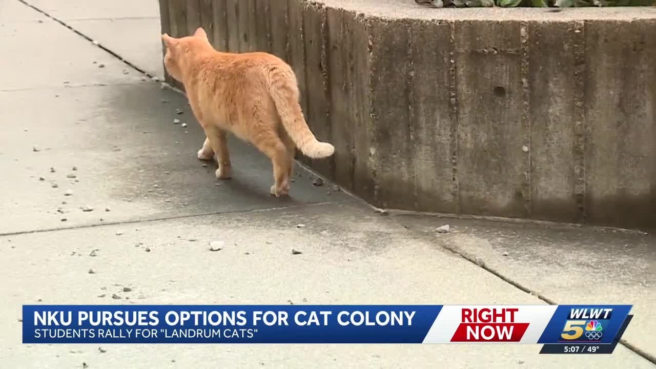 Northern Kentucky University students protest removal of stray