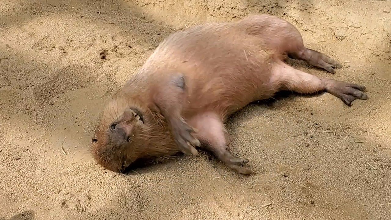 ゴロゴロ寝転んだら楽しすぎた♡カピバラさん。Capybaras Happy