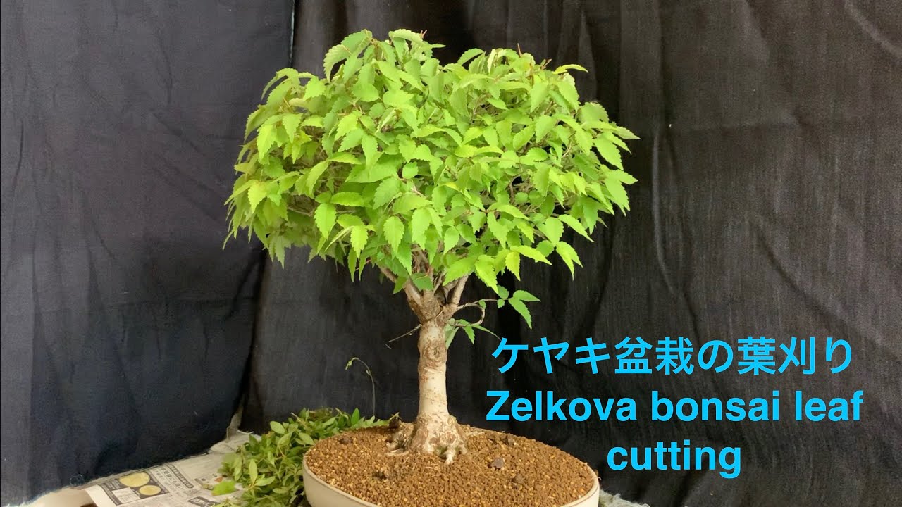 ケヤキ盆栽の全葉刈り Zelkova bonsai leaf cutting - YouTube