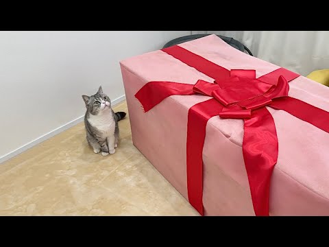 朝起きたら誕生日プレゼントが置いてあったときの猫の反応が可愛すぎた