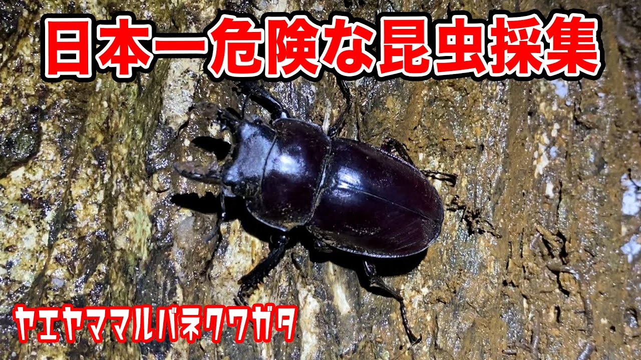 Collecting Yaeyama Round-winged Stag Beetles] I went to photograph