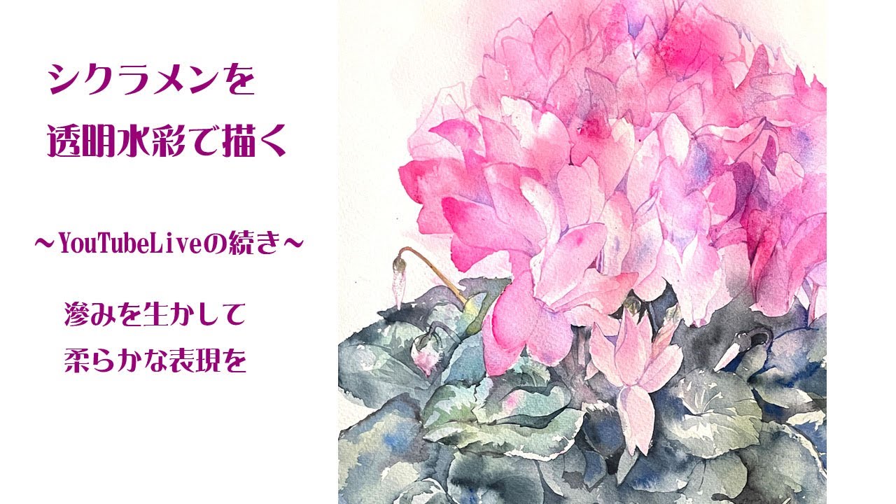 シクラメンを透明水彩で描く 滲みを生かして柔らかな表現～YouTube