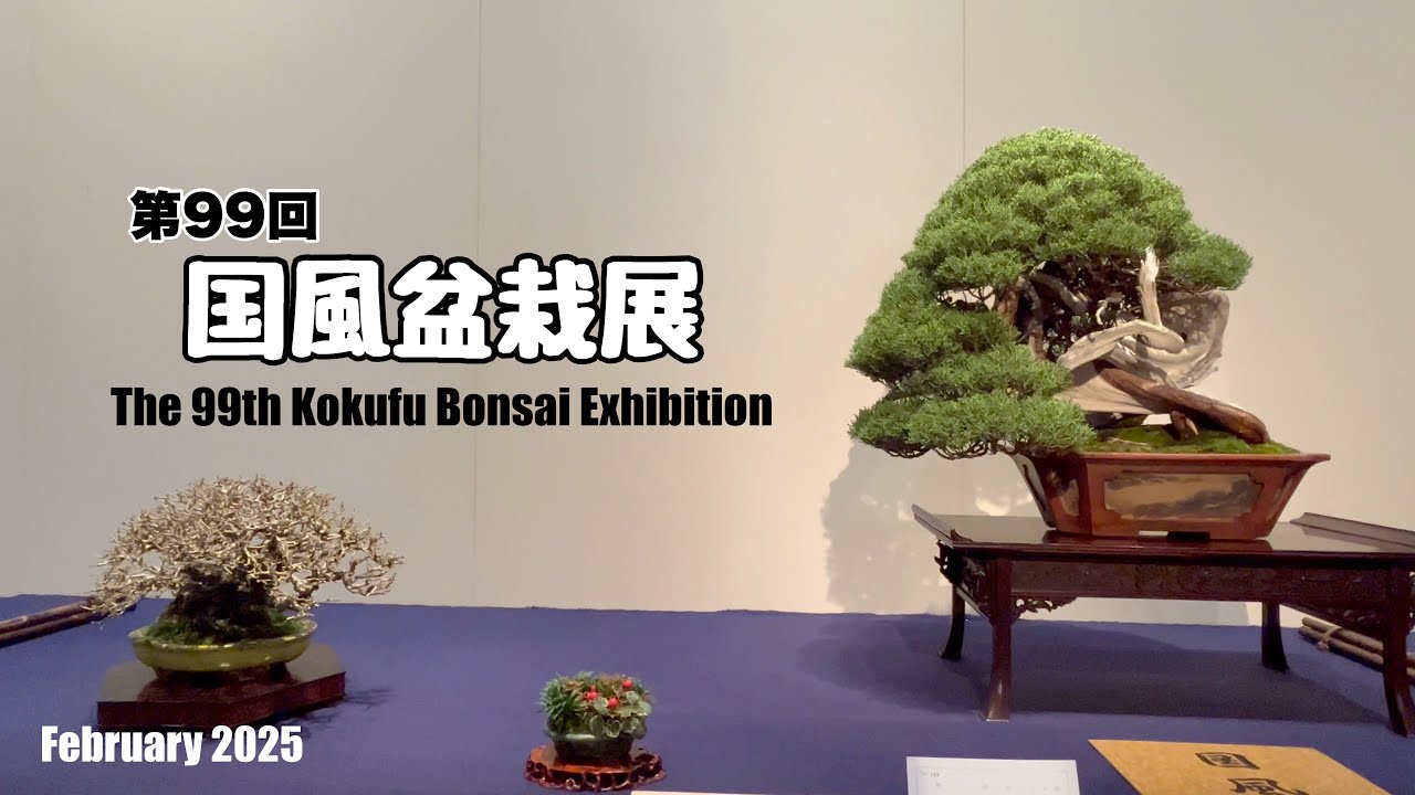 第99回 国風盆栽展／The 99th Kokufu Bonsai Exhibition - YouTube