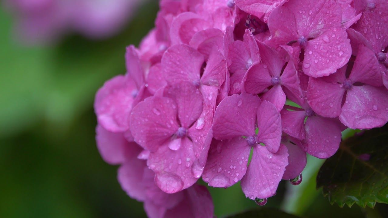紫陽花と雨の音 Hydrangea and Rain Sounds 2018 by Sony RX10M4 4K