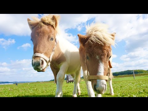 Twin miniature horses say goodbye to their mother - YouTube