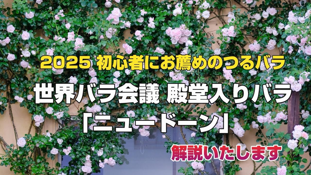 2025 We will introduce the climbing rose 