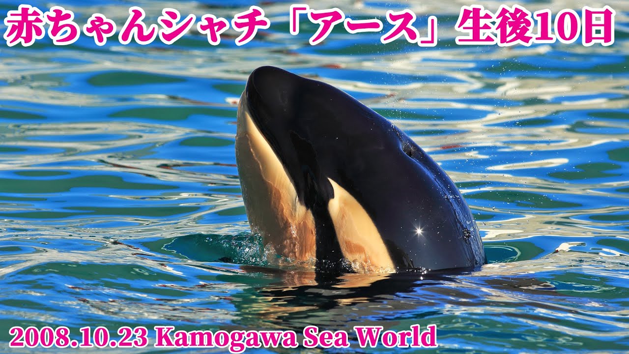 鴨川シーワールド生まれのシャチの赤ちゃん「アース」生後10日
