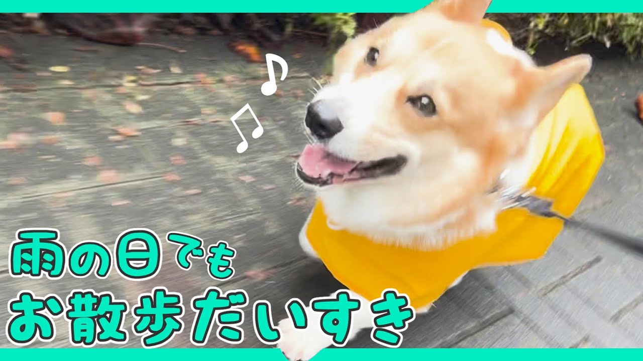 憂鬱な雨の日でもピカピカの笑顔でお散歩するコーギーの姿に癒されまし