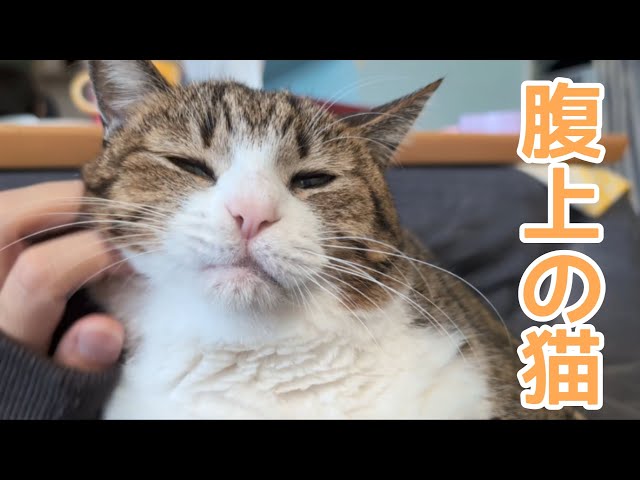腹の上のお猫さま♪ vol.1496 - YouTube