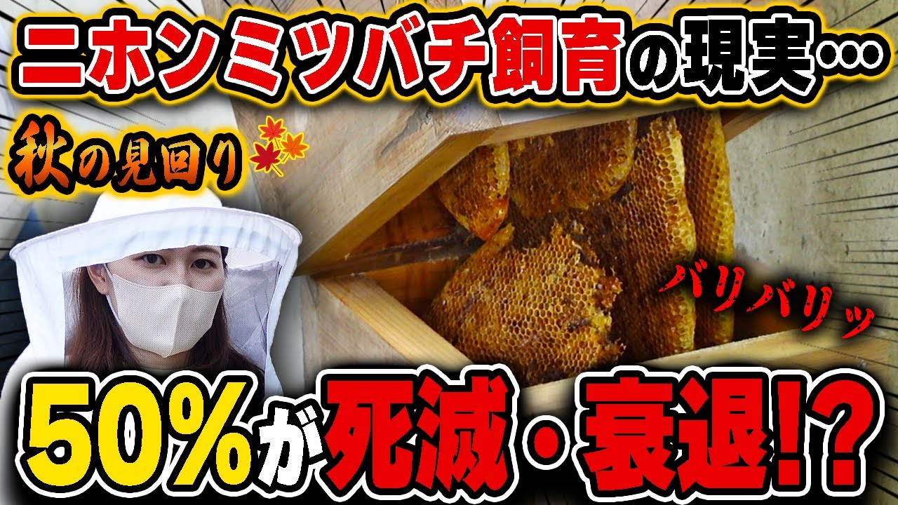 Over 30kg!? Veteran beekeeper moves Japanese honeybee hives - YouTube