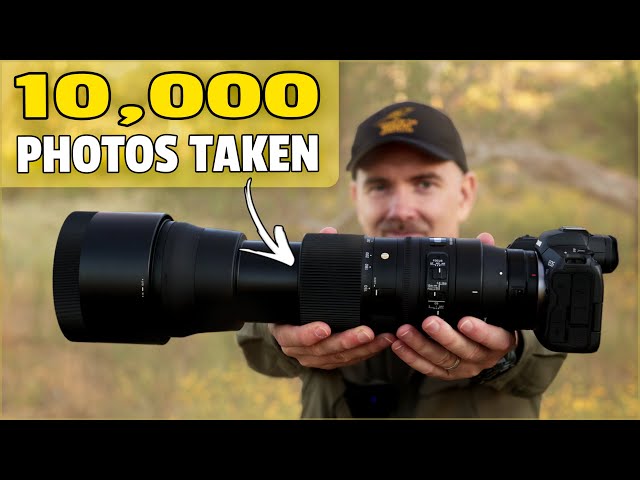 Sigma 150-600mm Contemporary Review for Bird and Wildlife