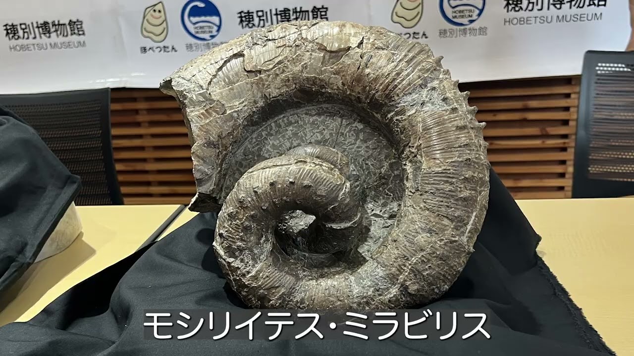 朝散歩】で異常巻きのアンモナイトスカラリーテス発見！☆穂別博物館