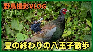 野鳥撮影Vlog「蝉時雨 続く我が街 八王子」久しぶりの八王子周辺を歩く