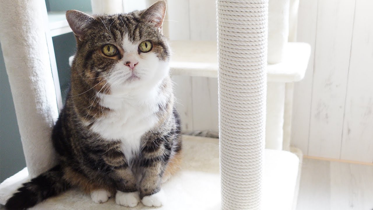 まるです18。-I am Maru 18.- - YouTube