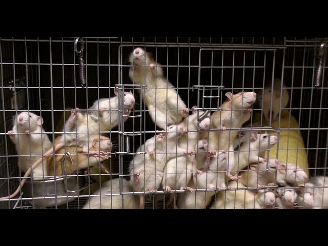A rat mansion that raises hundreds of mice - YouTube