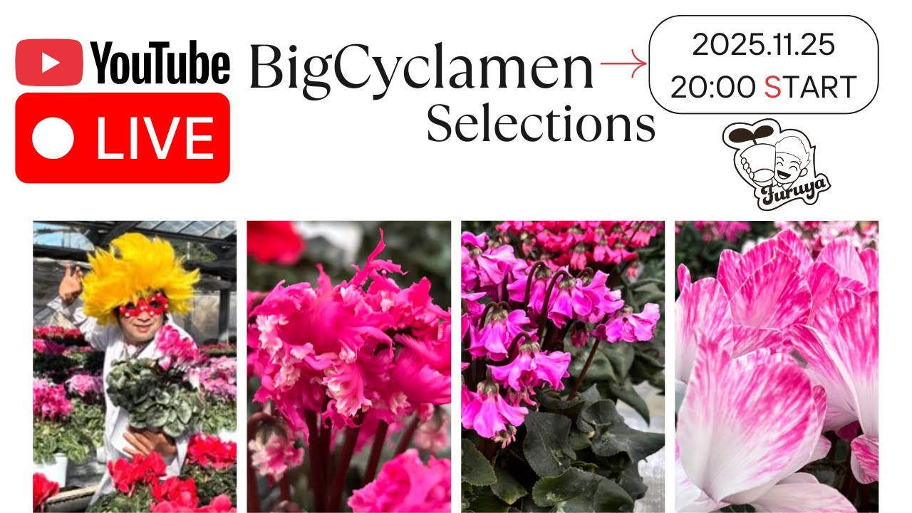 20時〜！シクラメンの育て方をDr.おぅが激解説！Live販売はもちろん