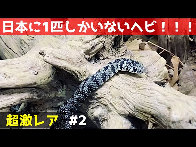 日本に1匹だけ😱超激レアヘビ！#2【蛇の餌やり、捕食】♦️A super