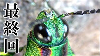 30 [Insect Exploration 1600] Final episode In search of jewel