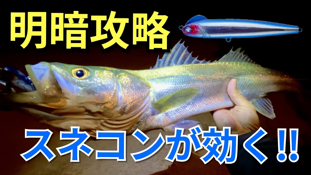 シーバス】スネコン90Sを明暗に投げたら一撃‼︎ - YouTube