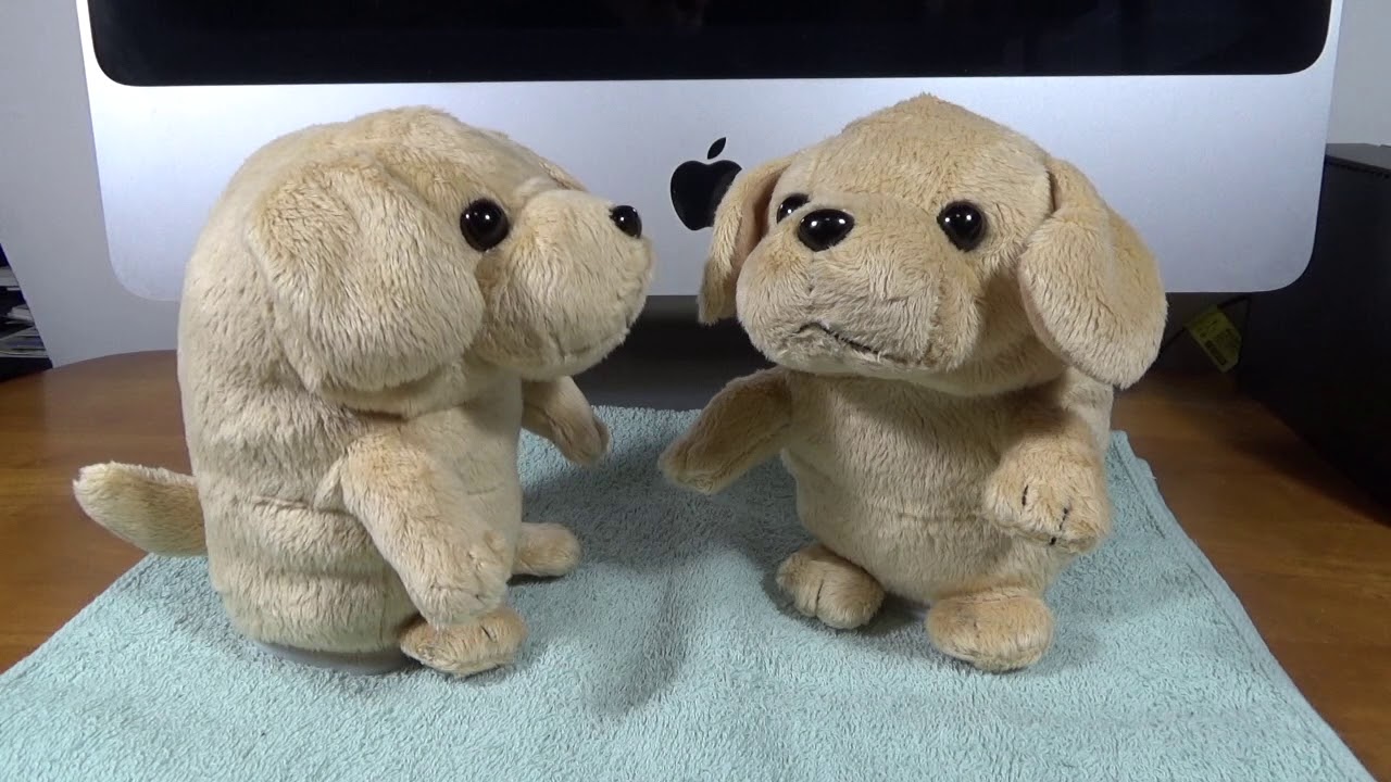 こえマネわんちゃん 二匹で無限ループ？ - YouTube