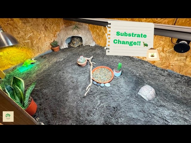 Tortoise Substrate Change 2025!!! + (Great info and tips) - YouTube