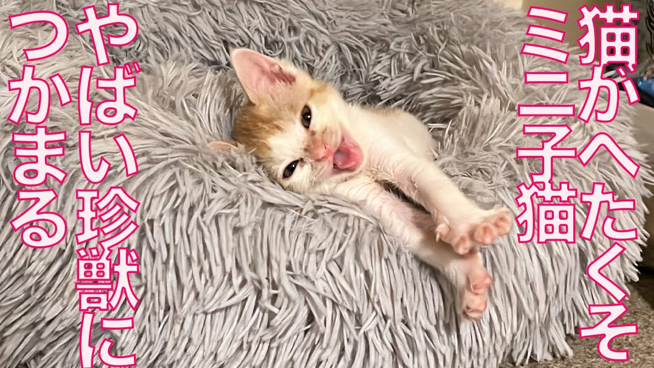 猫の親子 猫の親子の絆を表現 本物 シルクスクリーン 猫の親子 猫の