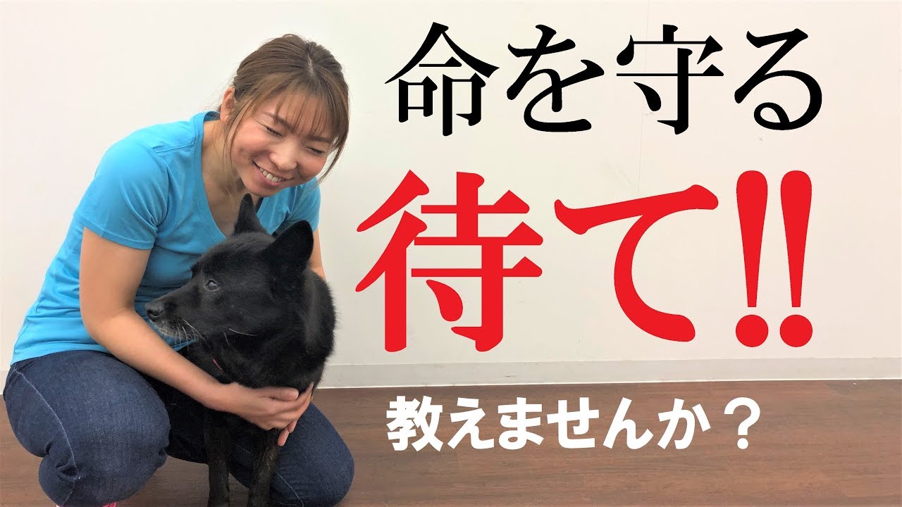 犬の待ての教え方、見せます！【犬のしつけ＠横浜】by遠藤エマ