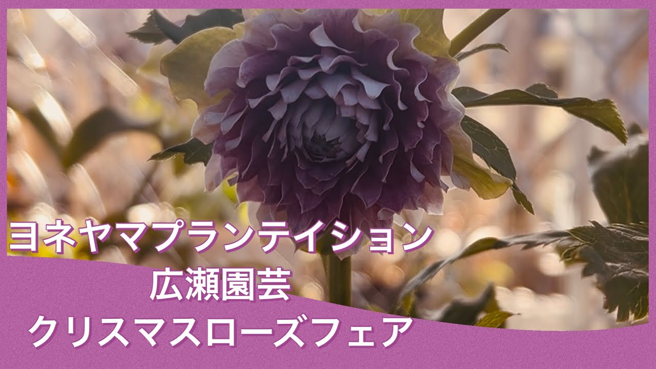 凄いことになってる！広瀬園芸クリスマスローズフェア ヨネヤマプラン