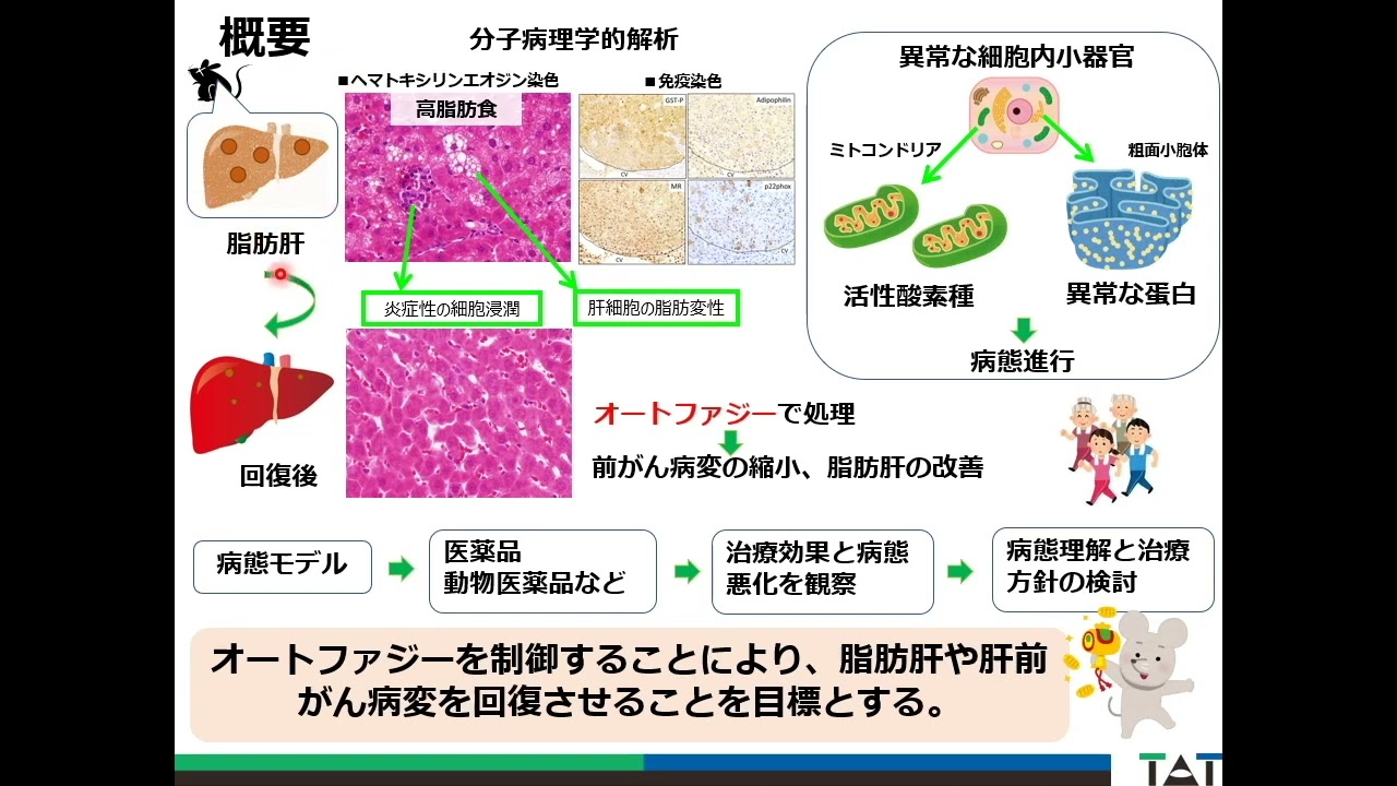 ラット・マウスの各種疾患モデルを用いた毒性・有効性評価系の開発