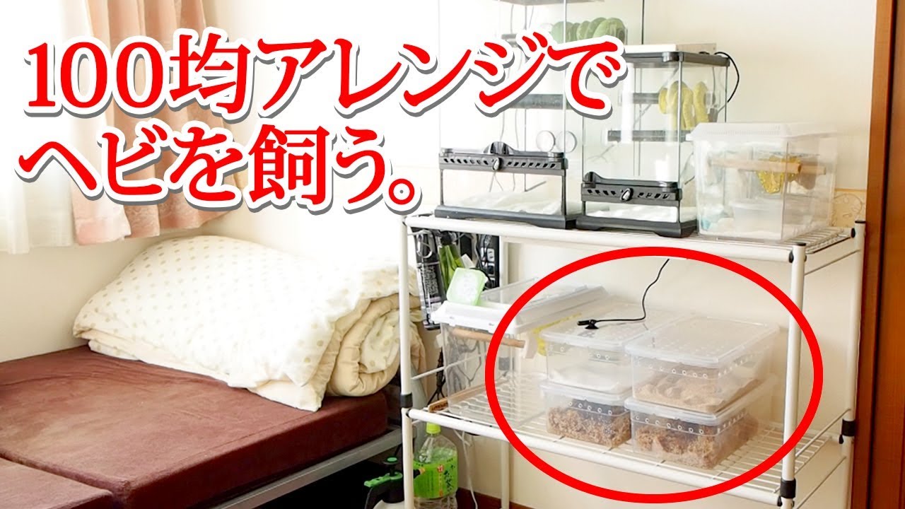 100均のシューズボックスをヘビ飼育用にアレンジ！ - YouTube
