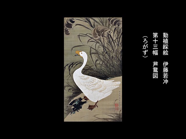 動植綵絵 伊藤若冲 「第十三幅 芦鵞図 （ろがず）」 - YouTube