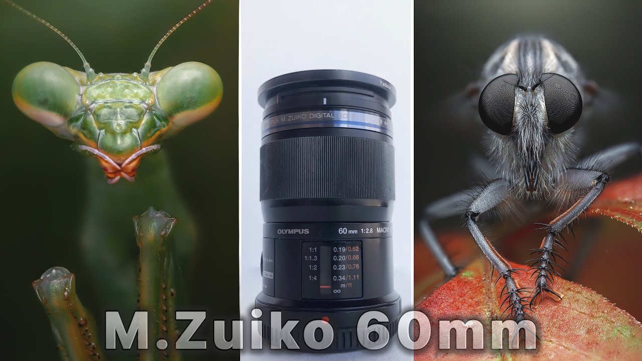 Olympus M.Zuiko Digital ED 60mm f2.8 Macro Lens Review - YouTube