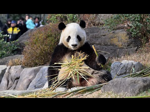 2025.12.19 今日のパンダ（4035日目）[8K] - YouTube