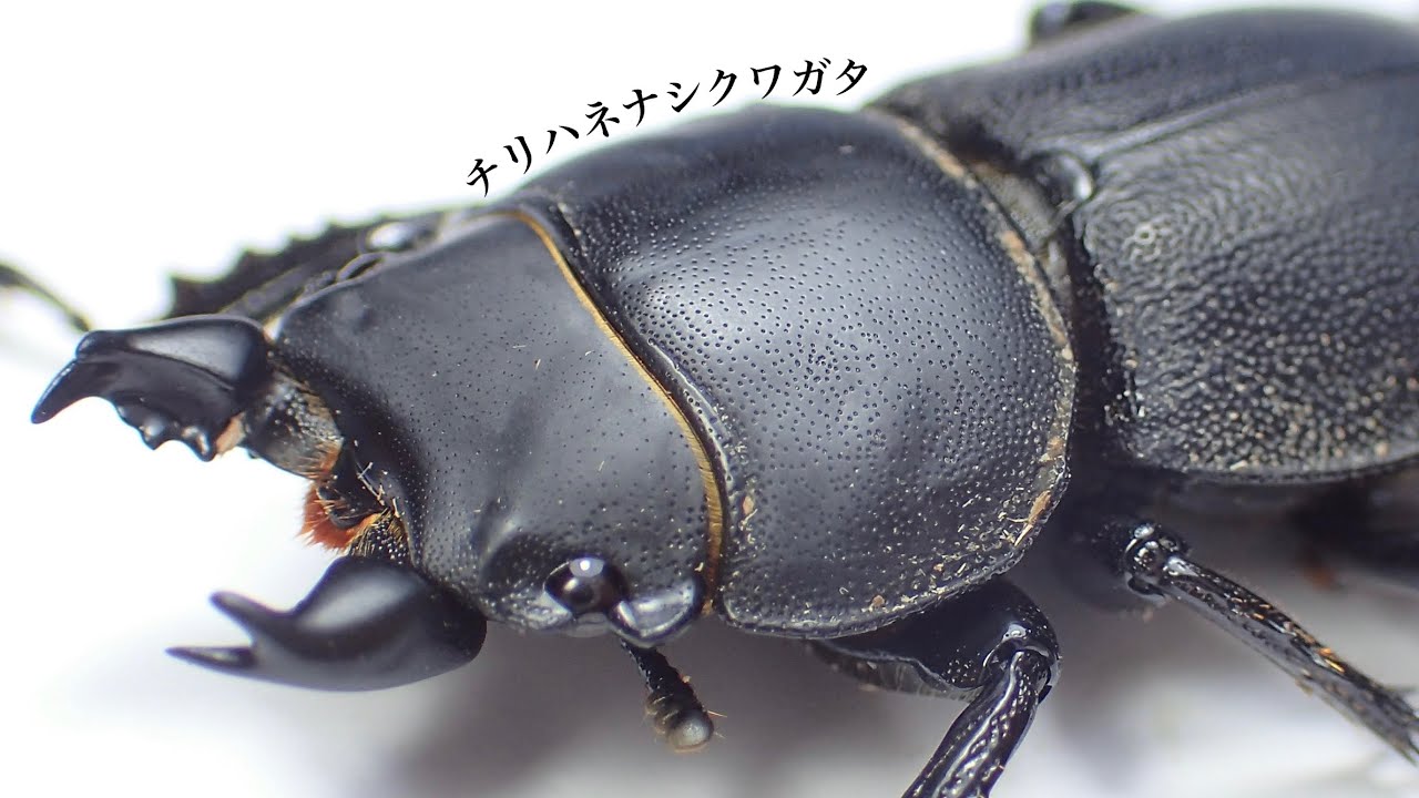わたの木ハワイハネナシクワガタApterocyclus わたの木ハワイハネナシ