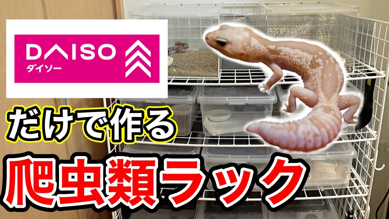 DAISOの商品だけでニシアフ用のラックを作ったら、、、 - YouTube