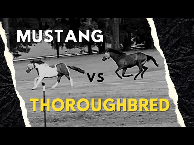 It's a Race! Mustang vs Thoroughbred - YouTube