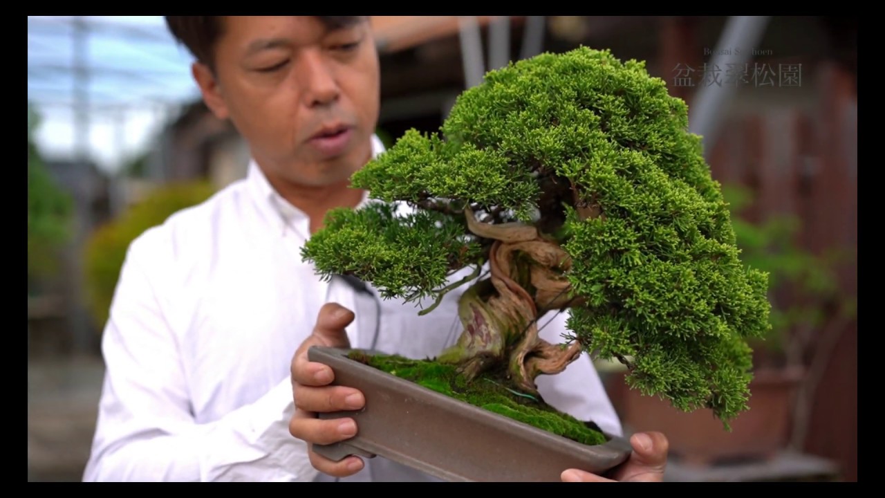 最近の盆栽 貴風盆栽 真柏 - YouTube
