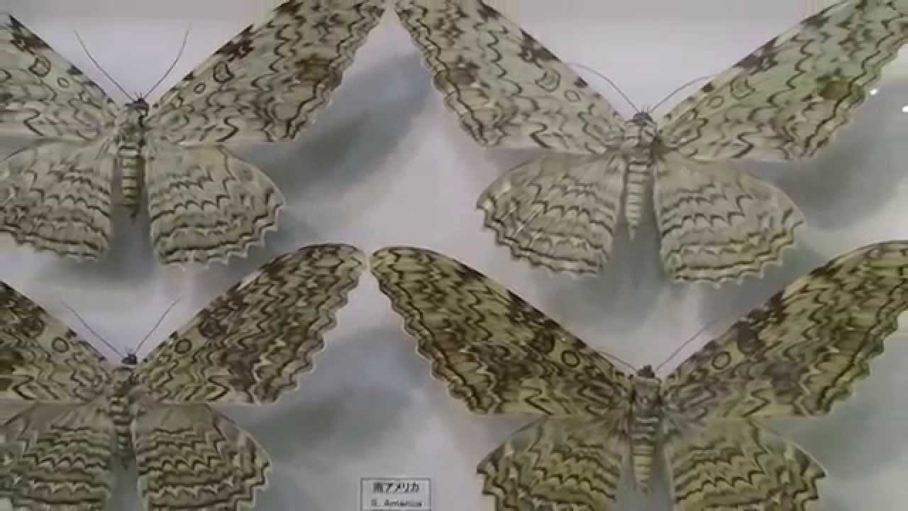 世界一羽根が長い蛾（ナンベイオオヤガ）： White witch moth